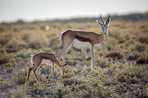 Springbok en el parque transfronterizo kgalagadi, Sudáfrica photo