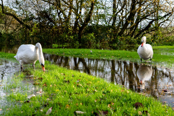A pair of adult mute swans feeding on lush green grass growing next to a flooded footpath