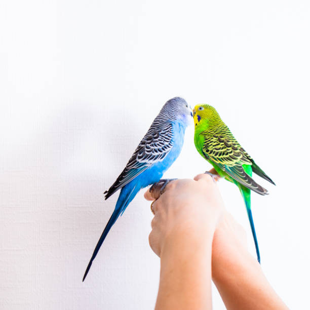istock Low Section Of Person Holding Bird Perching On Hand 1352040979