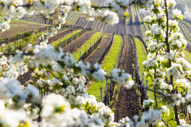 flowering cherry with vineyard near Cejkovice, Southern Moravia, Czech Republic stock photo