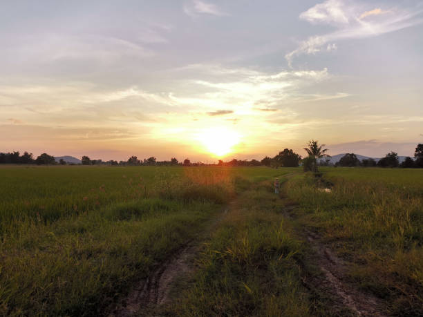 istock dog walking at rice paddy field at sunset sunrise.. 1352042398