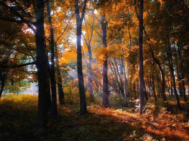 istock Beautiful leaves on trees in woodland. 1352043642