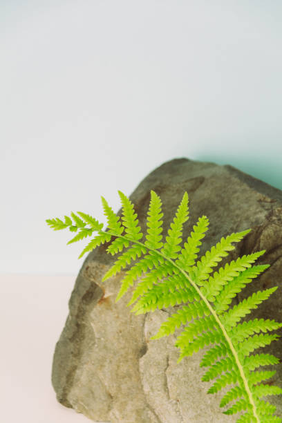 istock Podium made of natural materials for demonstration 1352044906