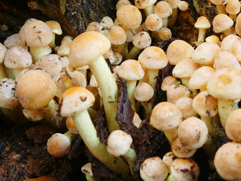 Wood Fungus (Hypholoma fasciculare)  \n \n \n \n\nHypholoma fasciculare (Huds. ex Fr.) Kummer syn. Geophila fasciculari (Huds. ex Fr.) Quél. syn. Naematoloma fasciculare (Huds. ex Fr.) Karst. Grünblättriger Schwefelkopf Hypholome en touffe Sulphur Tuft. Cap 2–7cm across, convex or slightly umbonate, remains of the pale yellow veil often adhering to th margin, bright sulphur-yellow tinged orange-tan towards the centre. Stem 40–100 x 5–10mm, often curved, sulphur at the apex becoming dirty brownish towards the base with a faint ring zone often made more obvious by trapped purple-brown spores. Flesh sulphur-yellow, more brownish towards the stem base. Taste very bitter, smell mushroomy. Gills sulphur-yellow becoming olivaceous, finally dark brown. Spore print purplish-brown. Cheilocystidia thin-walled, cylindric, hair-like. Pleurocystidia broadly clavate with beak-like apex. Spores oval, with pore 6–7 x 4–4.5um. Habitat in dense clusters on stumps of deciduous and coniferous tress. Season all year. Very common. Not edible very bitter. -Now known to be poisonous, deaths have been recorded due to this fungus. Distribution, America and Europe (source R. Phillips).\n\n\nThis is a very common Species on Rotten Deciduous Wood (trunks) in the Dutch Woods.