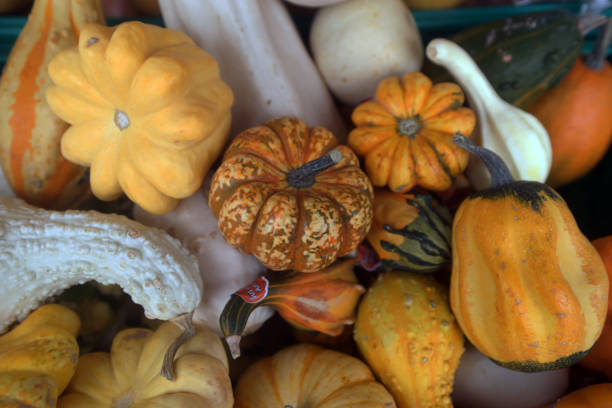 istock Little cute pumpkins. 1352055203
