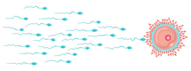 フレイレイ、トップビューベクター女性の卵と精子。バナー勝者コンセプト。 - human sperm eggs human egg sex点のイラスト素材／クリップアート素材／マンガ素材／アイコン素材