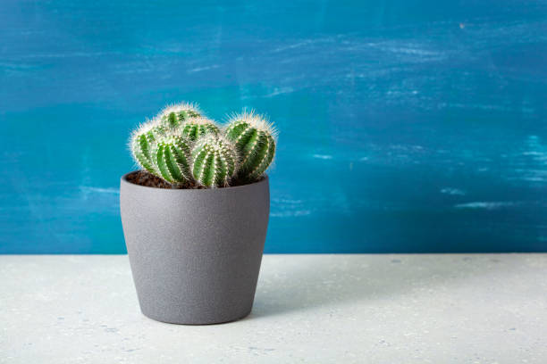 istock green houseplant cactus parodia warasii 1352058020