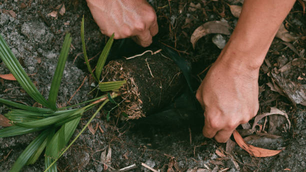 istock Plant in Hand save the world earth 1352058400