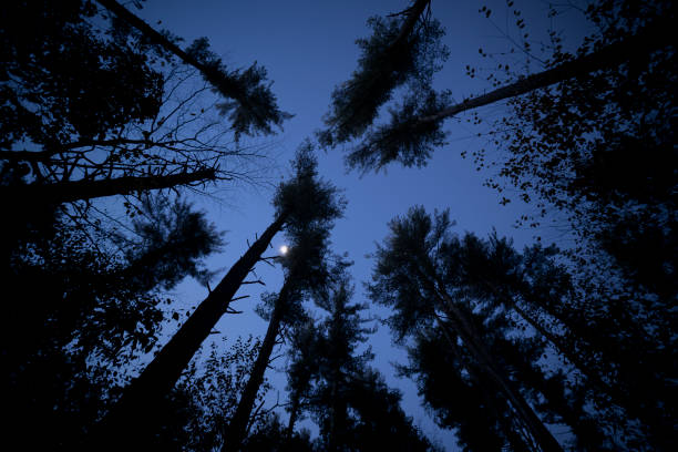 ночной лес - массачусетс - woodland trail woods forest footpath стоковые фото и изображения