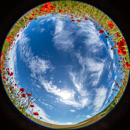 A poppy field and blue sky, taken with a fisheye lens