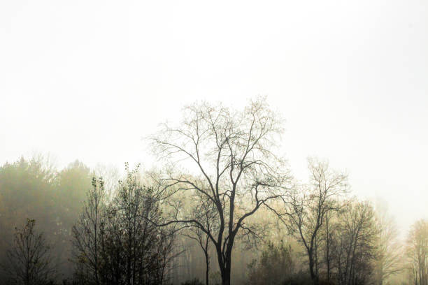 istock Foggy Autumn Morning in November 1352063493