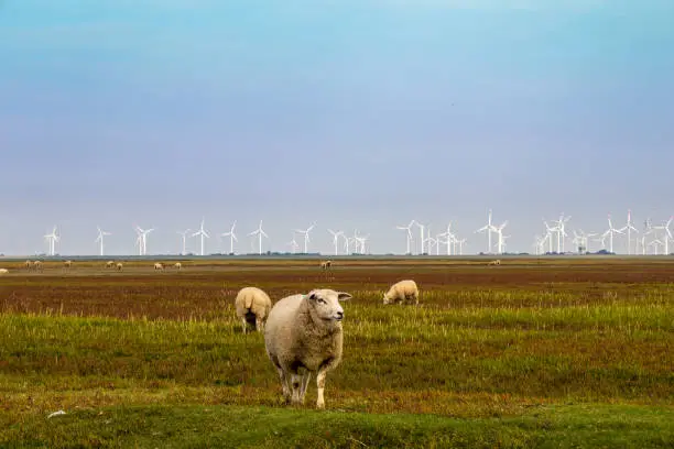 Sheep on the pasture in North Frisia Wind turbines Climate protection
