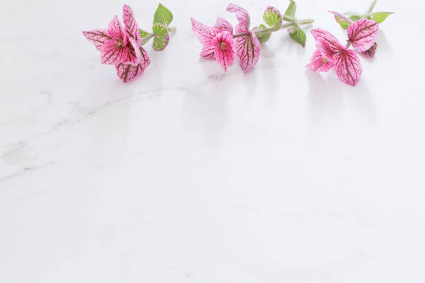 istock branches of pink decorative sage on white marble background 1352065677