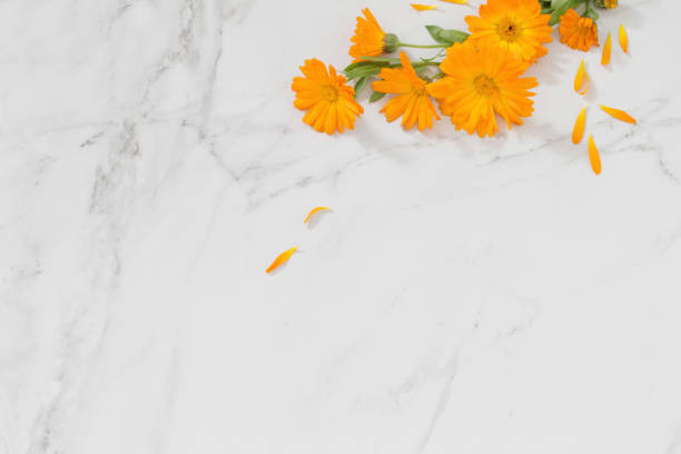 istock orange marigold flowers on white marble background 1352065681