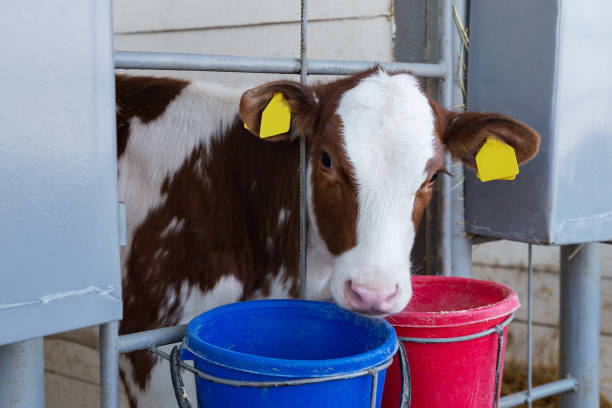 istock Little calf peeking out of the paddock 1352065797