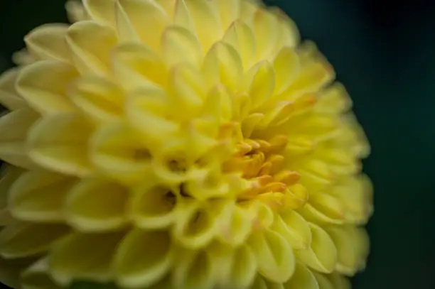 Macro close up photo of yellow dahlia Sisa, showing the intricate flower head.