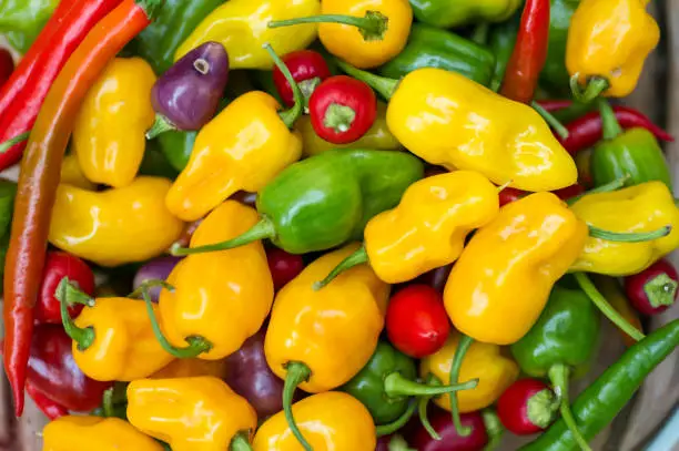 Close up of chillies of different colours and shapes.  Chillies are a small spicy variety of capsicum.  They can be yellow, green, red, orange and black, and differ greatly in size, shape and level of spiciness (heat).