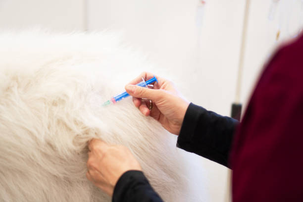istock Dog at a vet clinicyc 1352065943