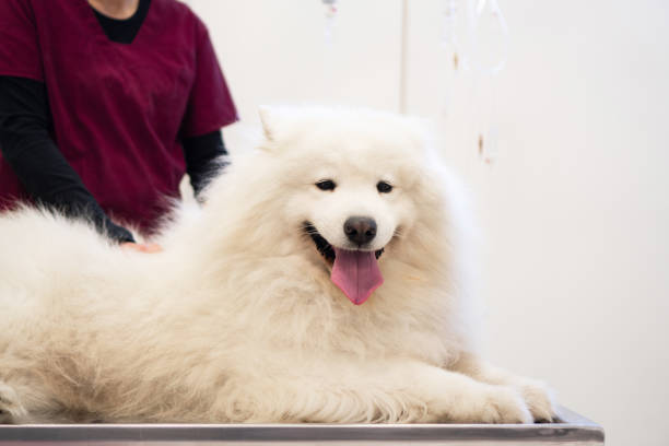 istock Dog at a vet clinicyc 1352065962