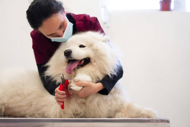istock Dog at a vet clinicyc 1352066045