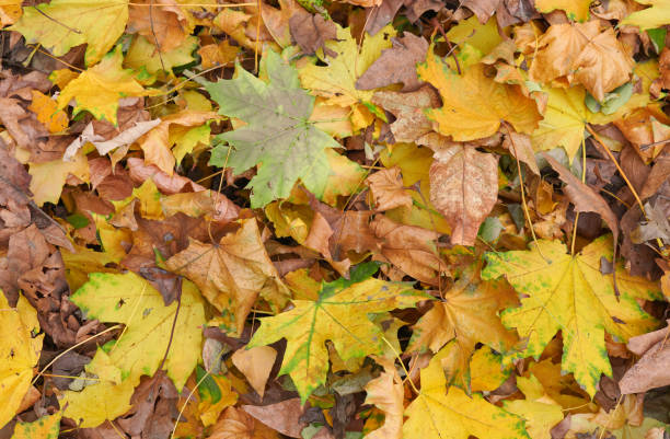 istock yellow dry maple leaves on the ground, top view 1352066915