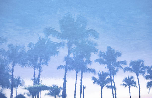 istock reflection of palm trees in water 1352067209