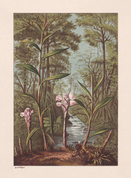 ilustrações de stock, clip art, desenhos animados e ícones de ginger (zingiber officinale), chromolithograph, published in 1878 - chromolithograph