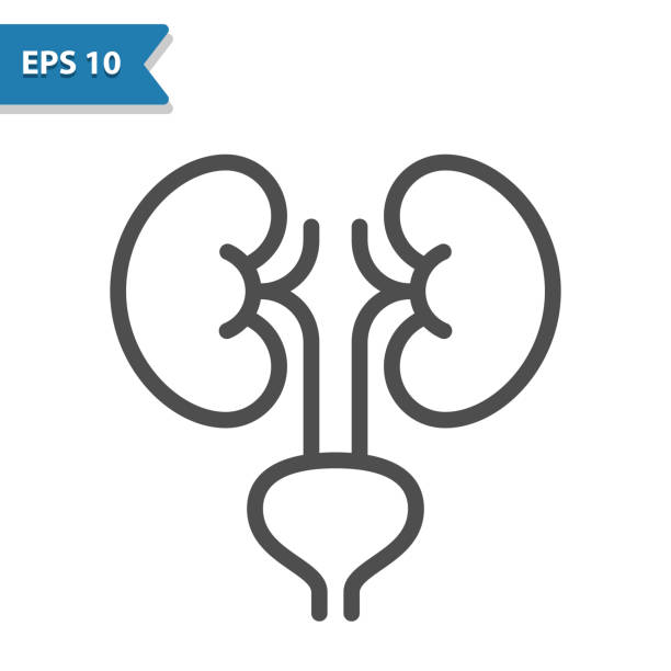 Kidneys Icon Kidneys Icon ureter stock illustrations