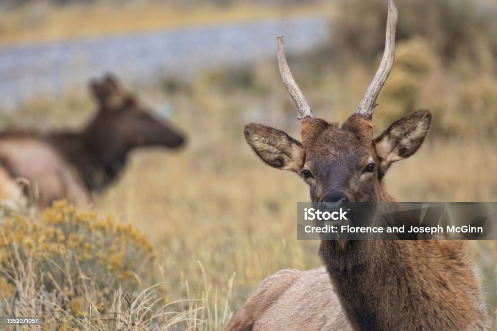 Close up of male elk with broken spike antler near Gardiner in Montana Close up of young male elk with spike antlers resting along Highway 89 in Montana near Gardiner, gateway town just outside Yellowstone National Park in the autumn. Elk Stock Photo