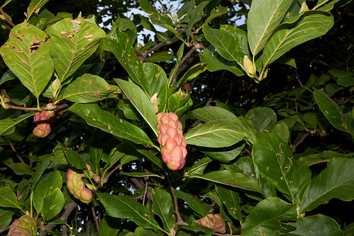 Rama de Magnolia liliiflora de cerca photo
