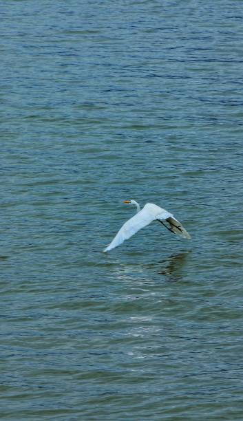 istock Egret on the lake 1352071967