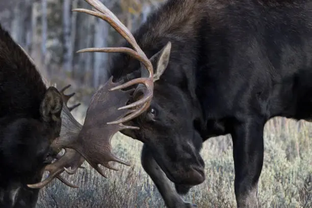 Photo of Bull moose in combat lock antlers in close up of rutting battle in Wyoming