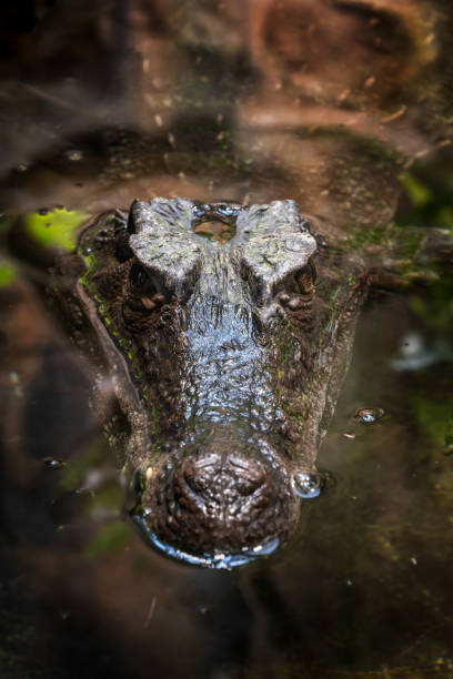 Smooth-fronted Caiman In Water Smooth-fronted caiman (Paleosuchus trigonatus) submerged in water, crocodilian in the family: Alligatoridae, native region: the Amazon and Orinoco Basins, South America. delta amacuro stock pictures, royalty-free photos & images