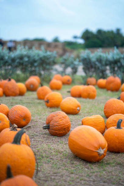 pumpkin patch during thanksgiving season - pumpkin patch imagens e fotografias de stock