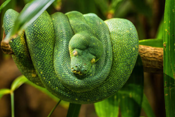 pitone dell'albero verde sul ramo dell'albero - green tree python foto e immagini stock