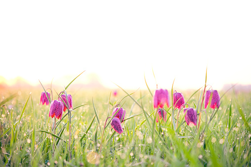 Snake's Head Fritillary (Fritillaria meleagris) in a meadow during a beautiful springtime sunrise with drops of dew on the grass.