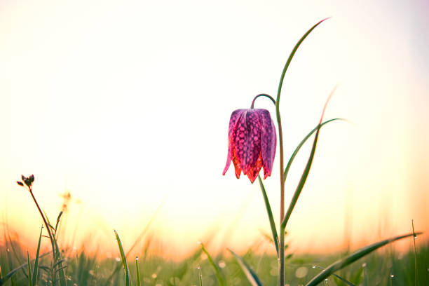 istock Snake's Head Fritillary (Fritillaria meleagris) in a meadow during a beautiful springtime sunrise 1352077322