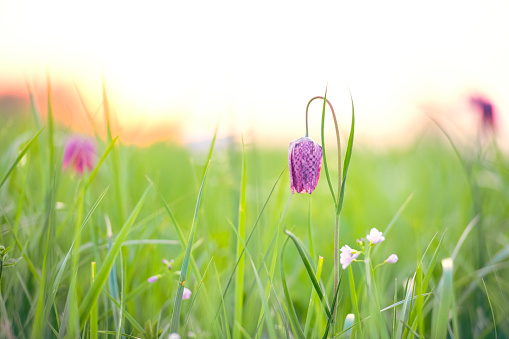Snake's Head Fritillary (Fritillaria meleagris) in a meadow during a beautiful springtime sunset