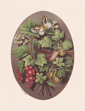 Currants (Ribes rubrum), Gooseberries (Ribes uva-crispa); Magpie moth (Abraxas grossulariata) and Eurasian wren (Troglodytes troglodytes). Chromolithograph after a drawing by Hermann Wagner (German painter, 19th century), published in 1878.