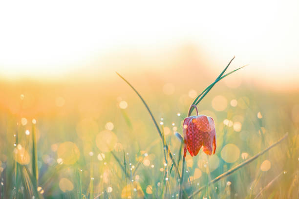 Snake's Head Fritillary (Fritillaria meleagris) in a meadow during a beautiful springtime sunrise with drops of dew on the grass.
