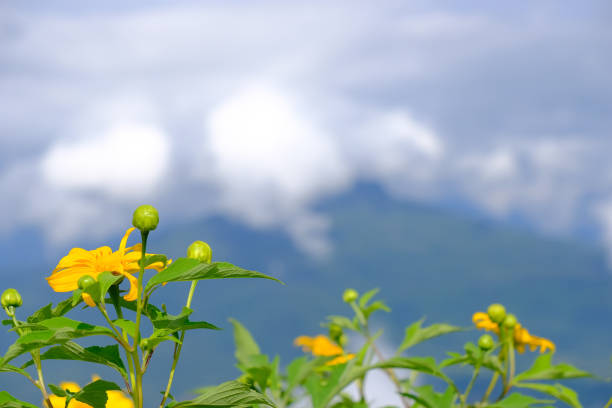 flowers on mountain peak in nature