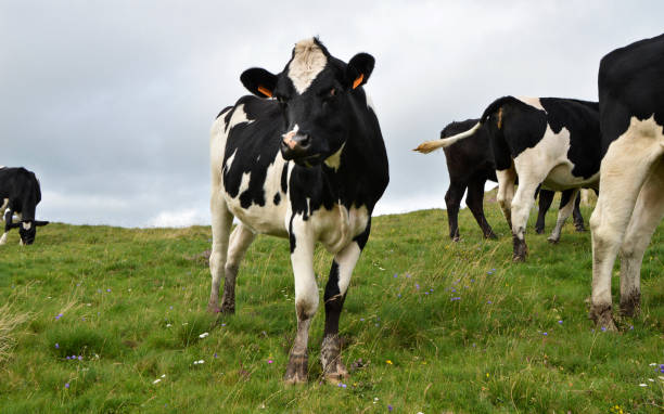 istock Herd of young dairy cow 1352080016