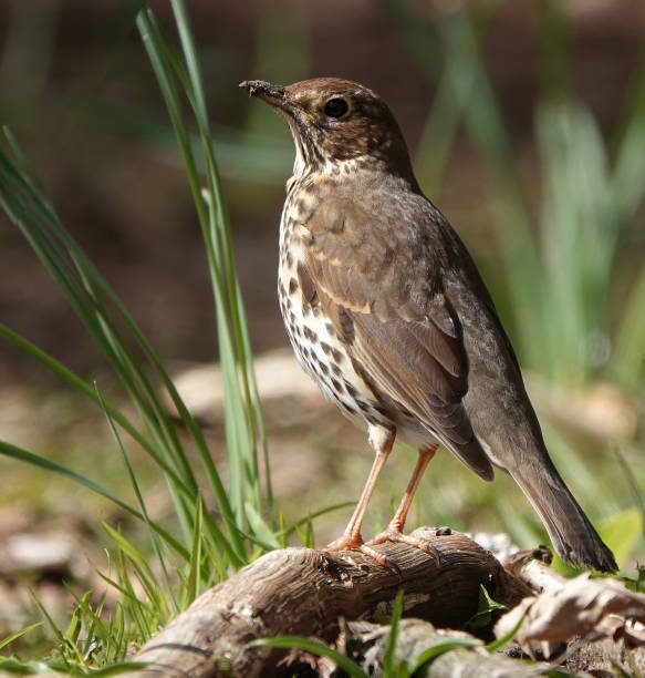 istock A beautiful close-up selective focus shot of a song thrush perching on a raised tree root on the ground. 1352080239