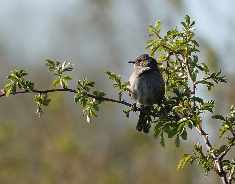 Eurasian Blue Tit (Cyanistes caeruleus) on a spring branch with white flowers in the forest of Noord Brabant in the Netherlands.