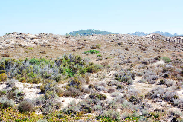 mediterranean - copse imagens e fotografias de stock