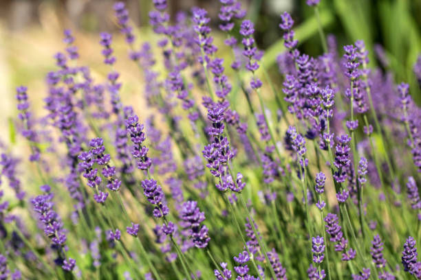 istock Garden with the flourishing Lavender 1352082322