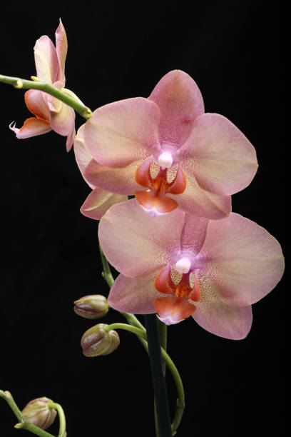 istock Pastel orchid flower 1352082356
