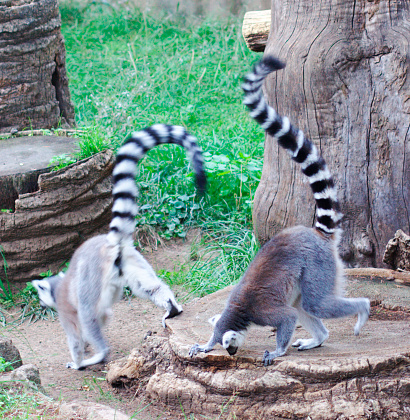 Pair of Lemurs