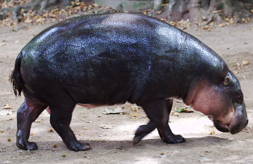 Pygmy hippopotamus - side view