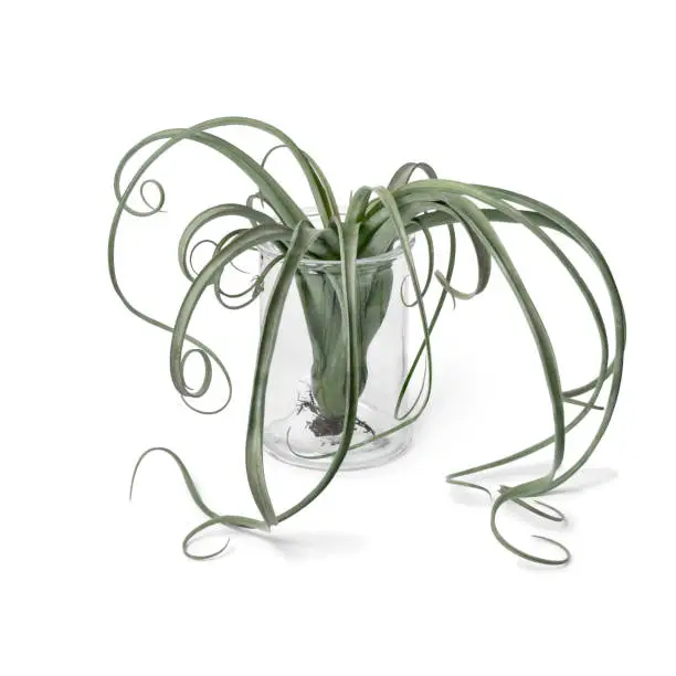 Bromelia Tillandsia Curly Slim plant in a glass vase on white background